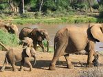 14245 Elephants.jpg